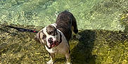 Mana is registered to the contest to win money with this photo: dog, water, leash, outdoor, pet, animal, shallow_water, sunlight, reflection, curious, summer, nature, canine, playful, wet_paws, standing, daylight, brown, white, spot