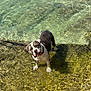 dog, water, leash, outdoor, pet, animal, shallow_water, sunlight, reflection, curious, summer, nature, canine, playful, wet_paws, standing, daylight, brown, white, spot