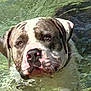 dog, water, swimming, animal, pet, outdoor, nature, canine, face, head, pond, reflection, summer, wet, closeup, muzzle, ears, eyes, snout, calm