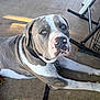 Mana joined the competition — help win amazing prizes! dog, pitbull, lying_down, grey_fur, white_fur, black_fur, collar, leash, concrete_floor, outdoor, pet, animal, looking_up, calm, domestic_animal, canine, mammal, snout, ears, paw