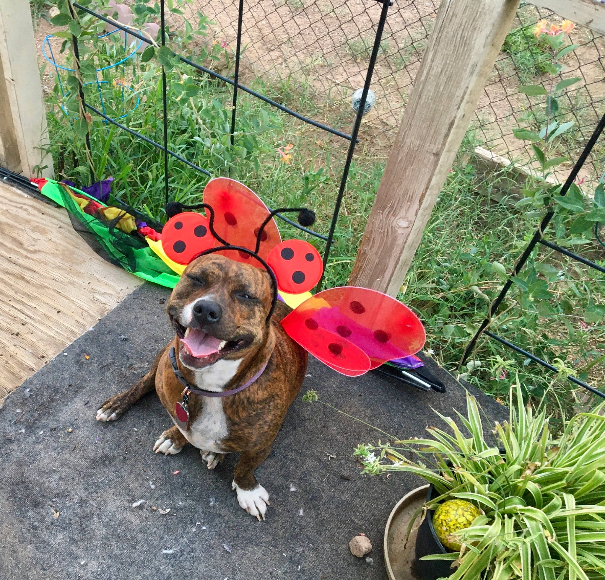 Bugaboo joined the competition — help win amazing prizes! carnivore, collar, companion_dog, dog, dog_breed, dog_clothes, dog_collar, dog_supply, fawn, fence, flowerpot, grass, houseplant, leash, pet_supply, plant, snout, terrestrial_plant, toy, working_animal