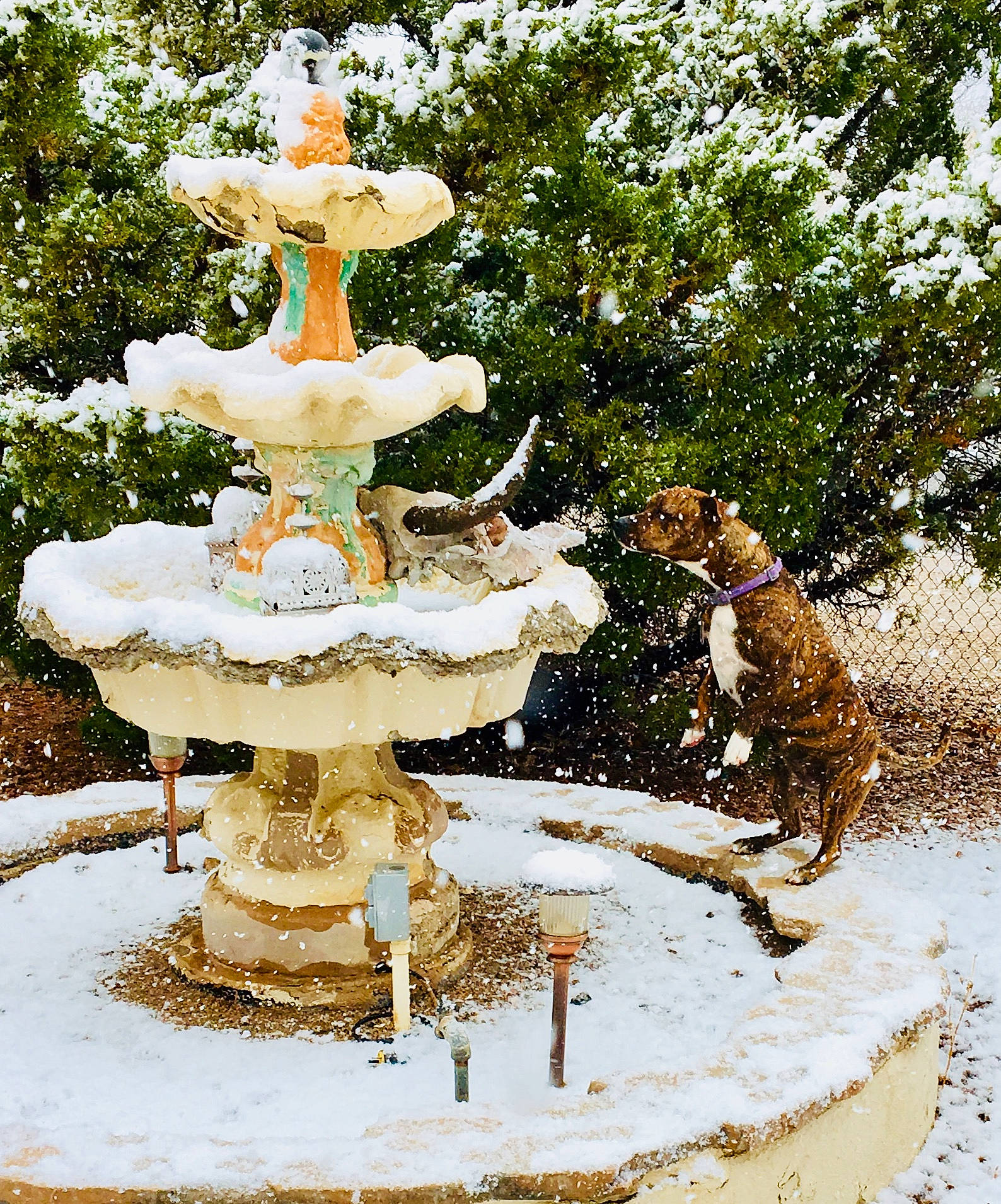 Bugaboo joined the competition — help win amazing prizes! art, carnivore, evergreen, font, fountain, freezing, garden, grass, landscape, landscaping, lawn_ornament, plant, shrub, snow, terrestrial_plant, tree, trunk, water, water_feature, woody_plant