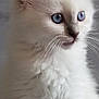 angora, animal, cat, head, kitten, manx, person, pet, siamese