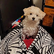 Rosie Lee is registered to the contest to win money with this photo: dog, puppy, small_dog, white_dog, fluffy, bag, tote_bag, black_and_white_pattern, furniture, dresser, wooden_drawer, television, indoors, floor, pet, cute, portrait, sitting, fabric_tag, curious_expression