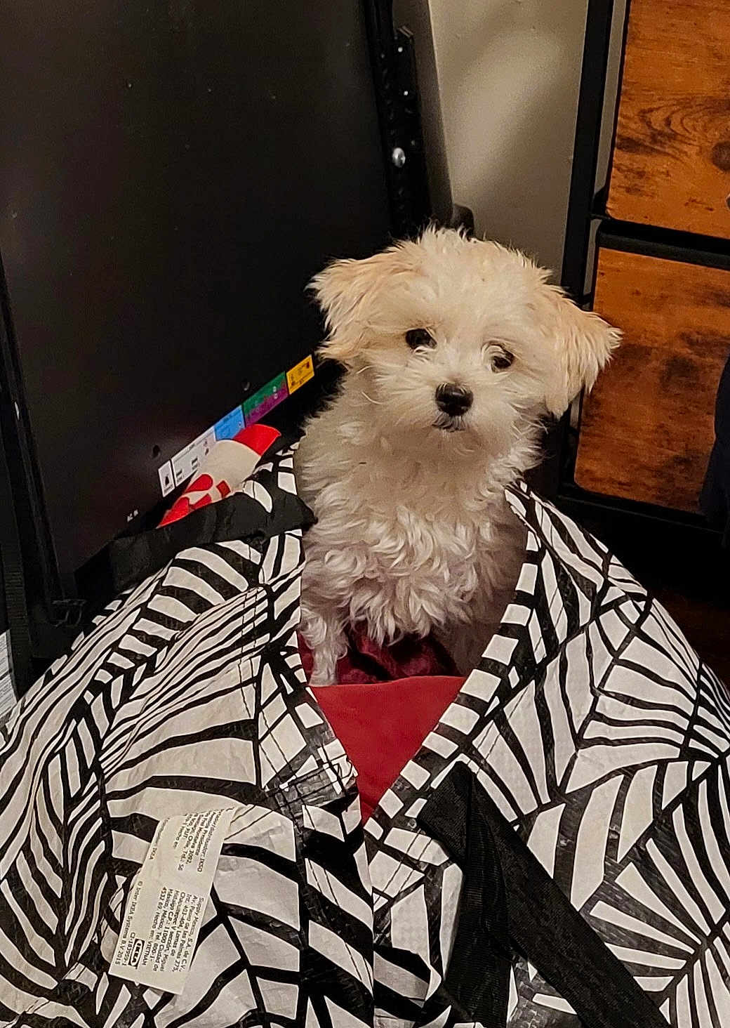 Rosie Lee is registered to the contest to win money with this photo: dog, puppy, small_dog, white_dog, fluffy, bag, tote_bag, black_and_white_pattern, furniture, dresser, wooden_drawer, television, indoors, floor, pet, cute, portrait, sitting, fabric_tag, curious_expression