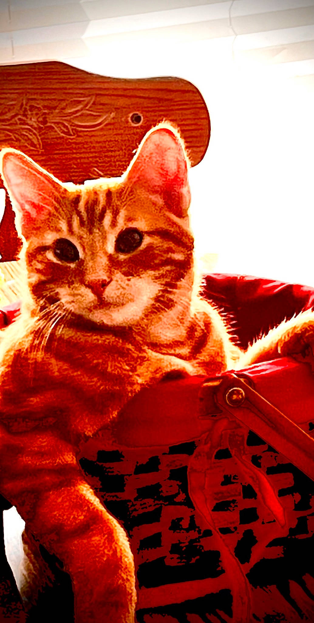 Kaius joined the competition — help win amazing prizes! art, carmine, carnivore, cat, domestic_short_haired_cat, event, felidae, font, fur, graphics, illustration, paw, photo_caption, rectangle, small_to_medium_sized_cats, snout, tail, whiskers