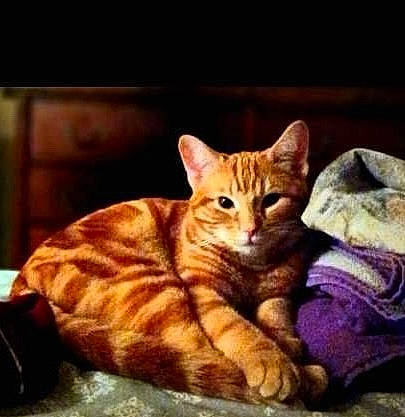 Kaius joined the competition — help win amazing prizes! art, carnivore, cat, claw, comfort, domestic_short_haired_cat, fawn, felidae, fur, paw, photo_caption, sitting, small_to_medium_sized_cats, snout, square, tail, terrestrial_animal, whiskers, wildlife