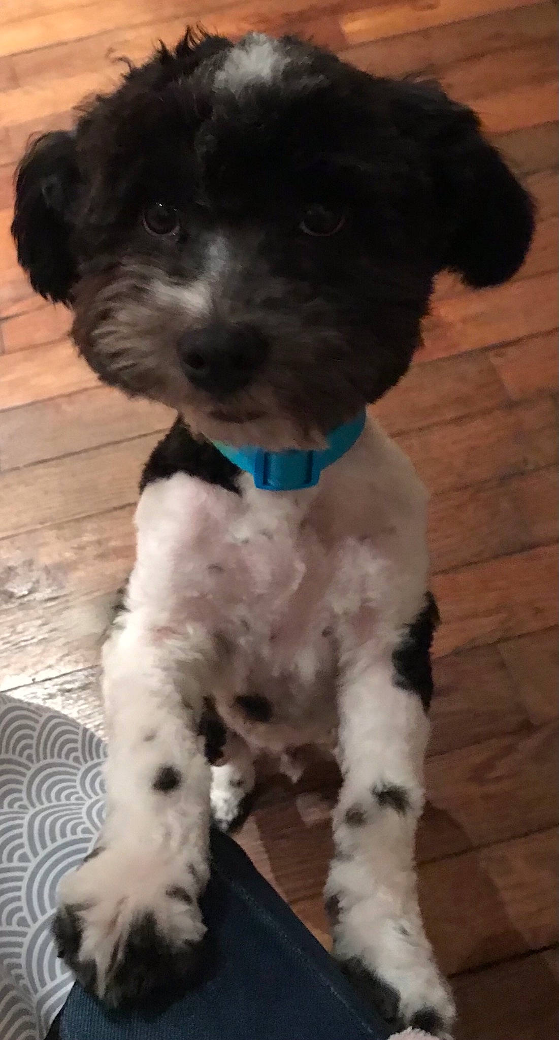 Maximus a rejoint le concours — aidez-le/la à gagner de superbes lots ! canidae, carnivore, collar, companion_dog, dog, dog_breed, dog_collar, flooring, fur, labradoodle, liver, non_sporting_group, puppy, small_terrier, snout, sporting_group, terrier, toy_dog, water_dog, working_animal