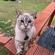 Diedre joined the competition — help win amazing prizes! cat, pet, outdoor, wooden_railing, grass, collar, paw, blue_eyes, curious, animal, feline, backyard, toys, nature, close_up, mammal, domestic_animal, playful, wood, daylight