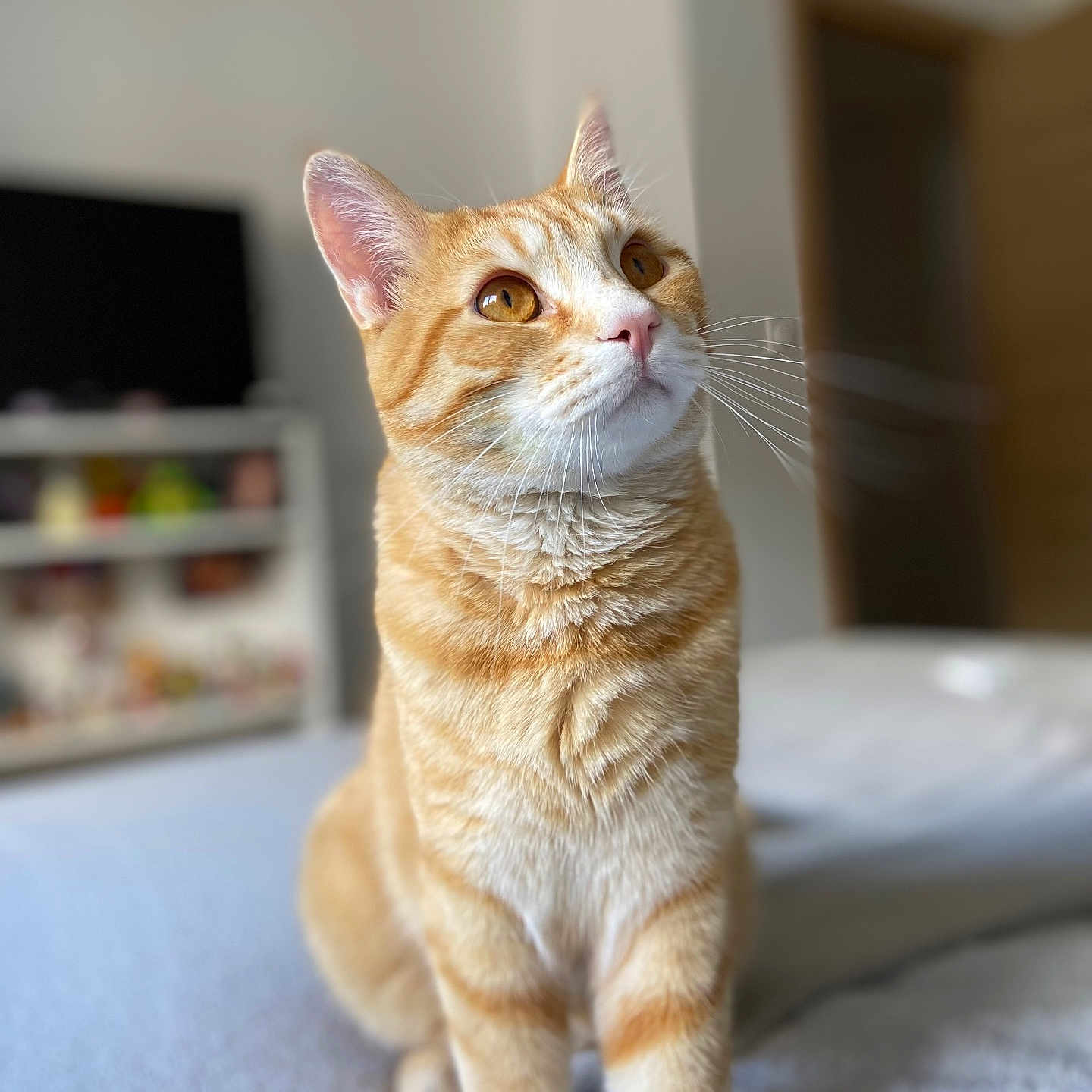 Tigrou participe au concours pour gagner de l'argent avec cette photo : animal, bed, cat, closeup, cozy, curious, cute, domestic, eyes, feline, focused, fur, furniture, indoor, orange_tabby, pet, portrait, sitting, soft_light, whiskers