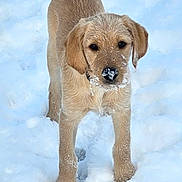 Milly joined the competition — help win amazing prizes! puppy, dog, golden_retriever, snow, outdoor, animal, pet, young, fur, playful, winter, cute, canine, mammal, nature, walking, cold, adorable, standing, nose
