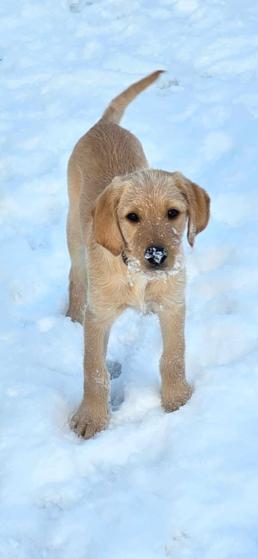 Milly joined the competition — help win amazing prizes! puppy, dog, golden_retriever, snow, outdoor, animal, pet, young, fur, playful, winter, cute, canine, mammal, nature, walking, cold, adorable, standing, nose
