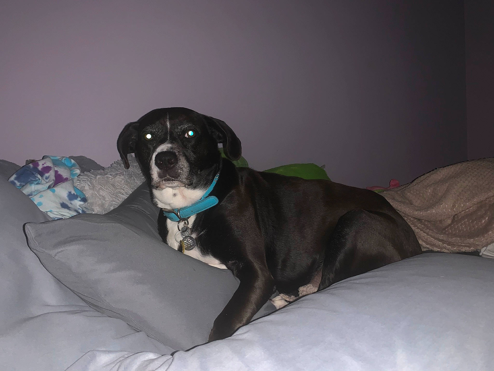 Kona is registered to the contest to win money with this photo: borador, canidae, carnivore, club_chair, comfort, companion_dog, couch, dog, dog_breed, dog_collar, dog_supply, electric_blue, guard_dog, non_sporting_group, sitting, snout, sporting_group, whiskers, working_animal, working_dog