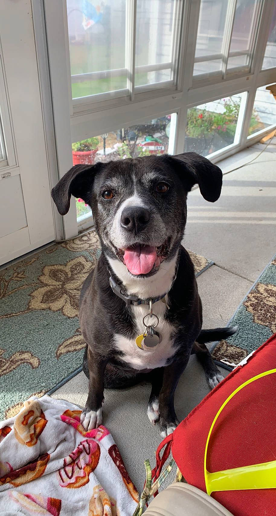 Kona joined the competition — help win amazing prizes! borador, canidae, carnivore, collar, companion_dog, dog, dog_breed, dog_collar, dog_supply, door, fashion_accessory, fur, guard_dog, leash, non_sporting_group, paw, sporting_group, whiskers, working_animal, working_dog