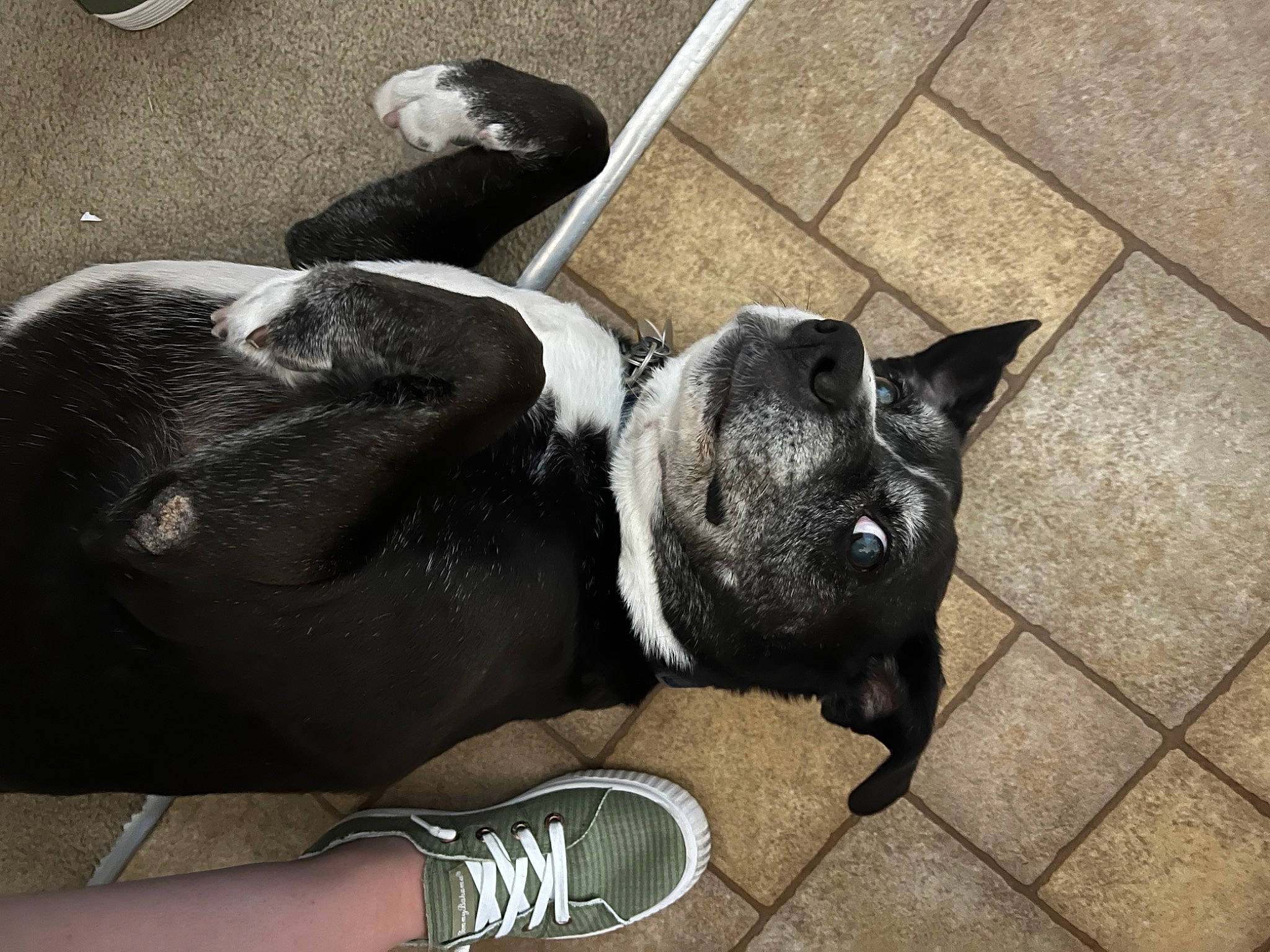 Kona joined the competition — help win amazing prizes! black, boston_terrier, bulldog, carnivore, collar, comfort, companion_dog, dog, dog_breed, dog_collar, fashion_accessory, fawn, human_leg, leash, snout, sporting_group, toy_dog, walking_shoe, white, working_animal