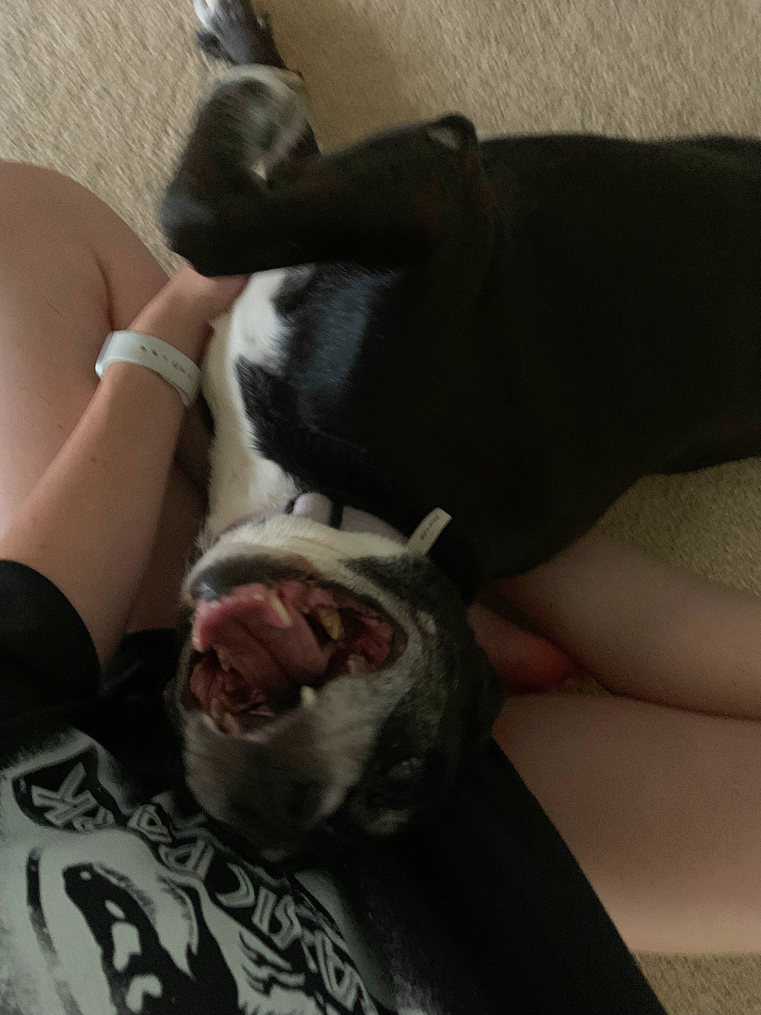 Kona joined the competition — help win amazing prizes! boston_terrier, bulldog, carnivore, comfort, companion_dog, dog, dog_breed, fawn, flesh, fur, guard_dog, human_leg, linens, molosser, puppy_love, snout, sporting_group, whiskers, working_animal, wrinkle