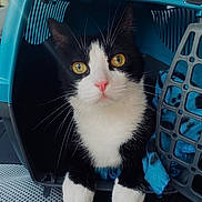 Gribouille a rejoint le concours — aidez-le/la à gagner de superbes lots ! cat, pet_carrier, black_and_white, yellow_eyes, whiskers, pink_nose, paws, blue_blanket, indoor, close_up, animal, curious, feline, portrait, cute, domestic_animal, resting, cozy, looking, soft_fur