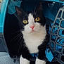 cat, pet_carrier, black_and_white, yellow_eyes, whiskers, pink_nose, paws, blue_blanket, indoor, close_up, animal, curious, feline, portrait, cute, domestic_animal, resting, cozy, looking, soft_fur