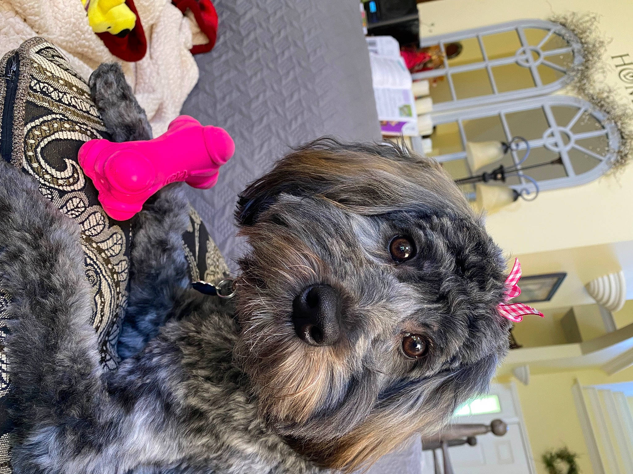 Oakley is registered to the contest to win money with this photo: canidae, carnivore, companion_dog, dog, dog_breed, dog_crate, dog_supply, fur, non_sporting_group, plush, schnauzer, small_terrier, snout, sporting_group, stuffed_toy, terrier, toy, toy_dog, working_animal, yorkipoo