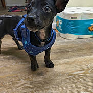 Toothless is registered to the contest to win money with this photo: puppy, dog, black_dog, harness, blue_harness, floor, wooden_floor, indoor, pet, animal, ears, cute, small_dog, looking_away, toilet_paper, household_item, domestic, young_dog, closeup, curious