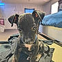 Toothless is registered to the contest to win money with this photo: puppy, dog, black_dog, indoors, pet, cute, young_dog, floor, blanket, bed, window, door, carpet, fur, animal, small_dog, ears, whiskers, curious, sitting