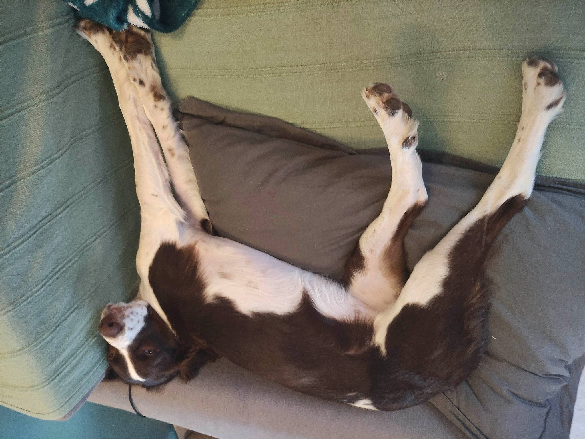 Olia a rejoint le concours — aidez-le/la à gagner de superbes lots ! canidae, carnivore, comfort, companion_dog, couch, dog, dog_breed, fawn, felidae, foot, fur, human_leg, knee, linens, nap, paw, sporting_group, tail, thigh, working_animal