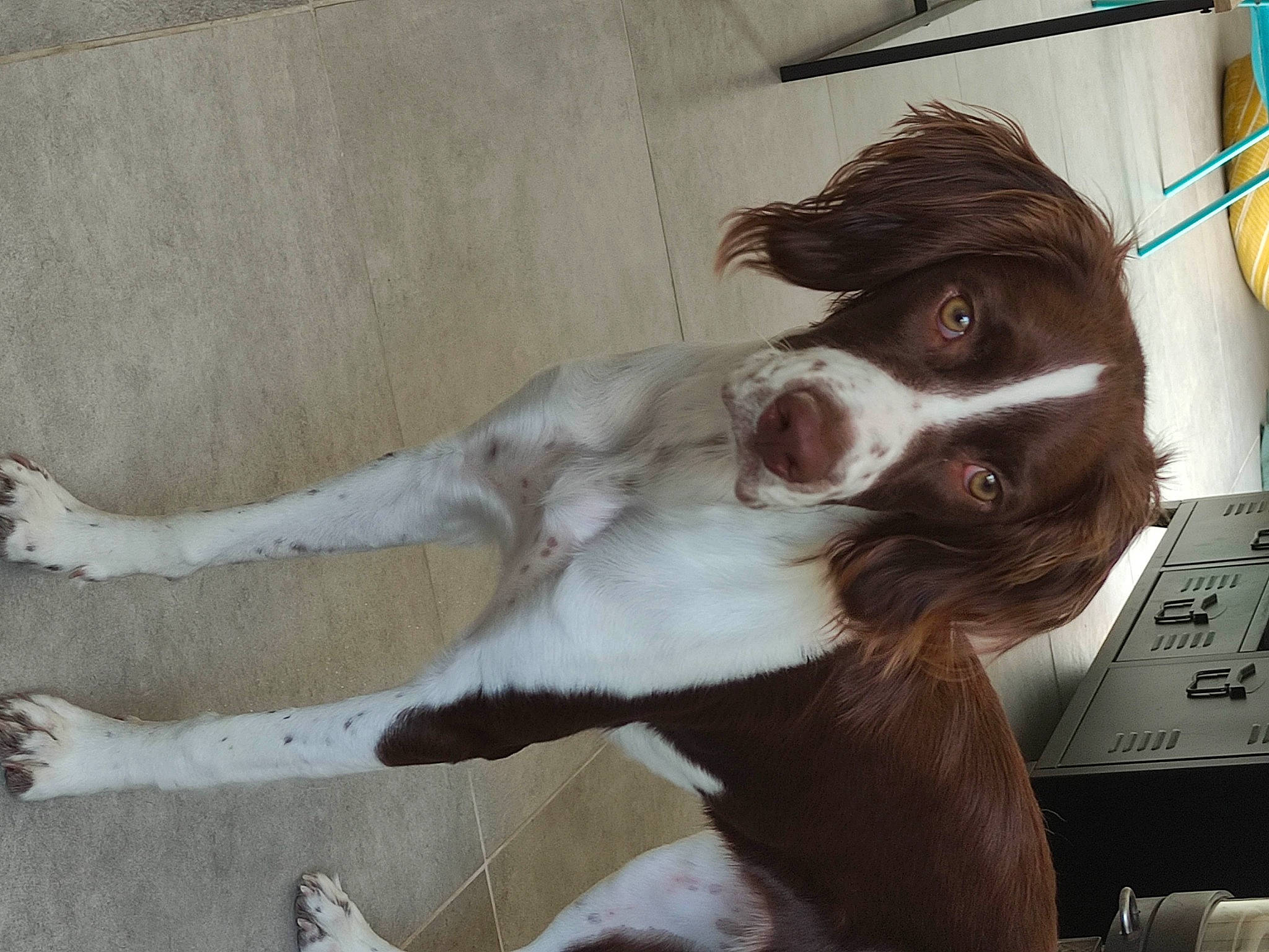 Olia a rejoint le concours — aidez-le/la à gagner de superbes lots ! canidae, carnivore, claw, companion_dog, dog, dog_breed, domestic_short_haired_cat, ear, felidae, fur, liver, non_sporting_group, paw, small_to_medium_sized_cats, snout, sporting_group, tail, whiskers, wood, working_animal