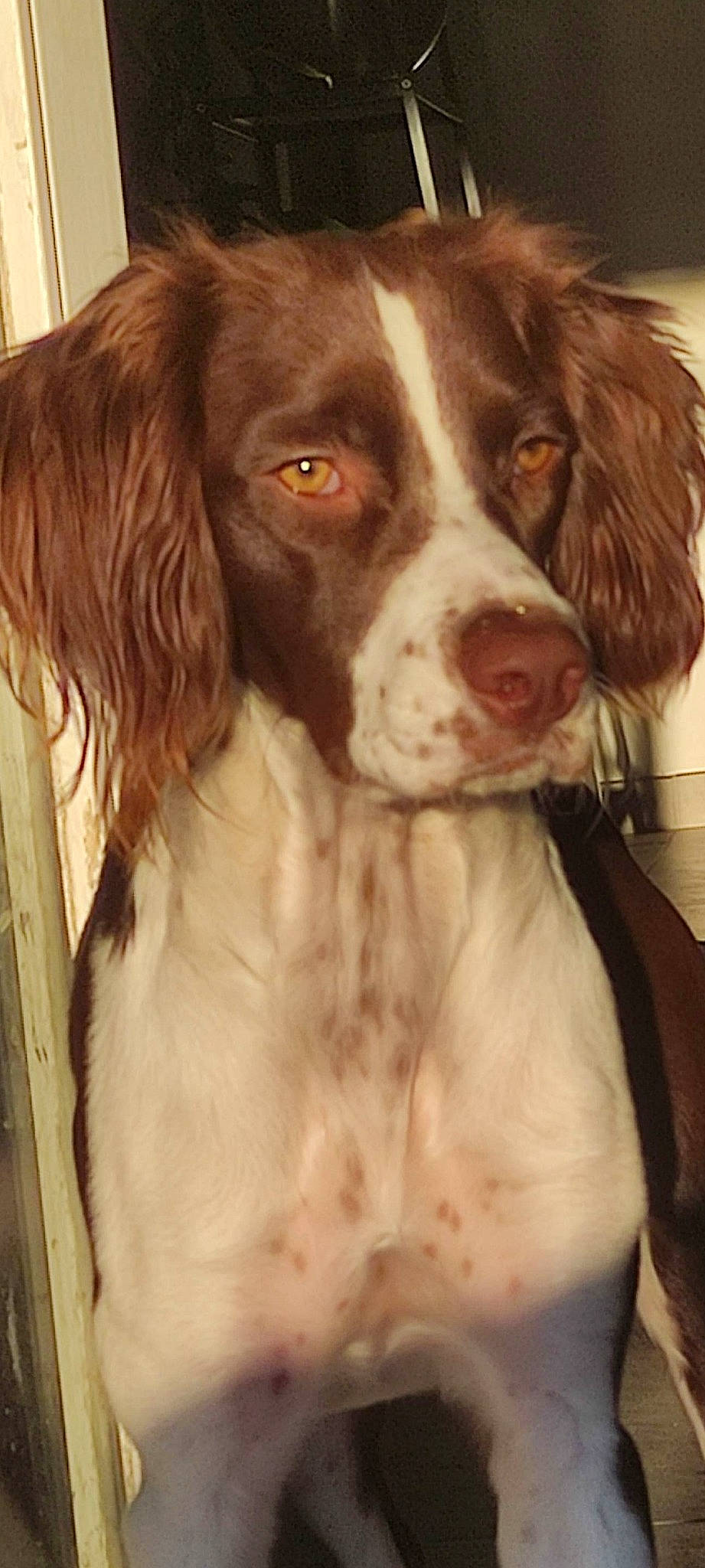 Olia a rejoint le concours — aidez-le/la à gagner de superbes lots ! art, canidae, carnivore, companion_dog, dog, dog_breed, door, fur, gun_dog, hunting_dog, irish_red_and_white_setter, liver, pont_audemer_spaniel, snout, spaniel, sporting_group, terrestrial_animal, whiskers, working_animal, working_dog