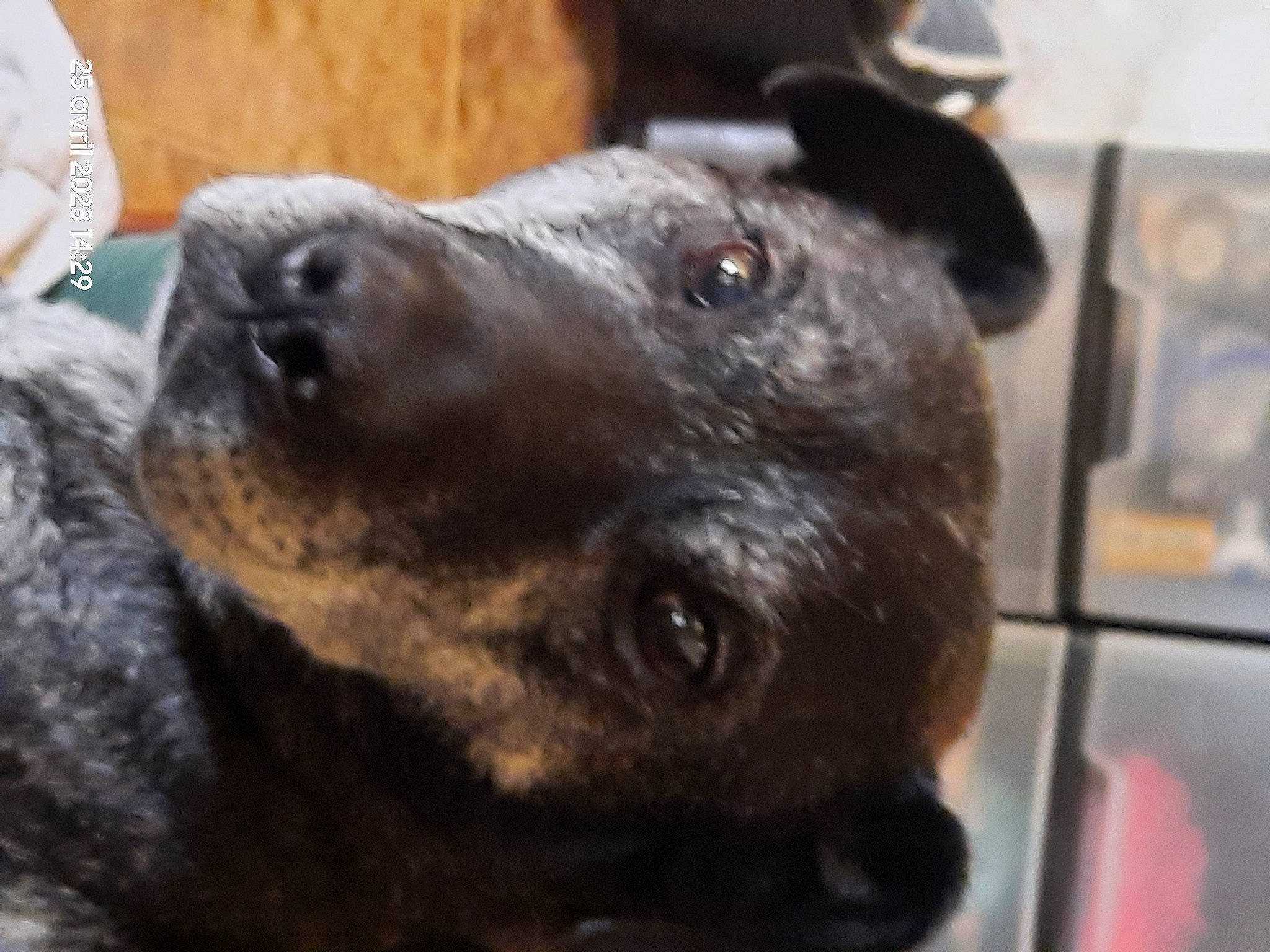 Snatch a rejoint le concours — aidez-le/la à gagner de superbes lots ! borador, canidae, carnivore, collar, companion_dog, dog, dog_breed, dog_collar, ear, eye, fawn, fur, guard_dog, puppy, snout, sporting_group, terrestrial_animal, whiskers, working_animal, working_dog