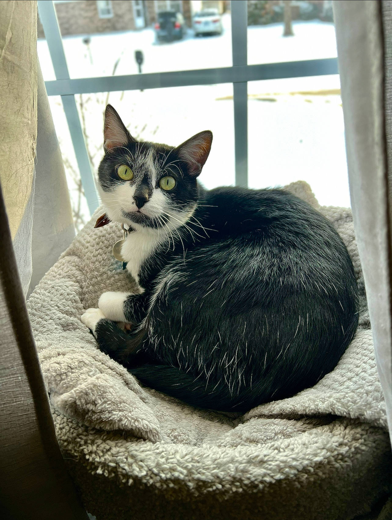 Khaleesi joined the competition — help win amazing prizes! carnivore, cat, cat_bed, cat_supply, comfort, domestic_short_haired_cat, felidae, fence, fur, grey, monochrome, monochrome_photography, pet_supply, sitting, small_to_medium_sized_cats, snout, tail, tree, whiskers, window