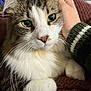 Henry joined the competition — help win amazing prizes! cat, feline, pet, green_eyes, whiskers, paw, white_fur, tabby, portrait, closeup, indoor, human_hand, sweater, blanket, laptop, cozy, looking_at_camera, nose, ears, fur_texture