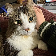 Henry joined the competition — help win amazing prizes! cat, feline, pet, green_eyes, whiskers, paw, fur, closeup, portrait, cozy, blanket, hand, sweater, laptop, home_office, living_room, sofa, cardboard_box, relaxed, indoor