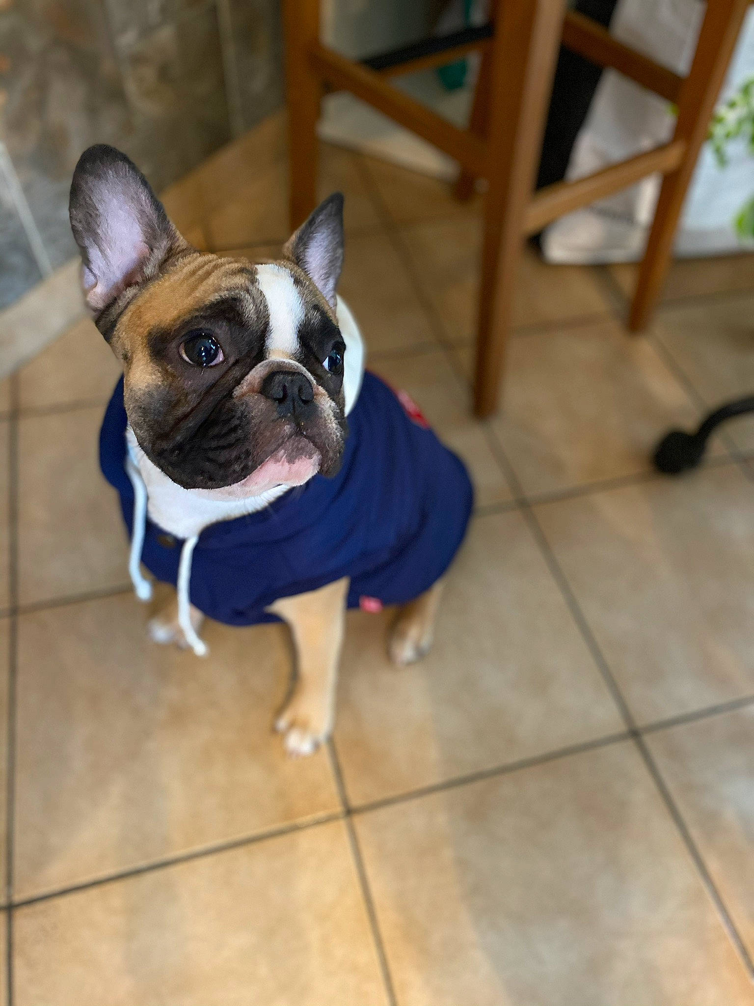 Popeye a rejoint le concours — aidez-le/la à gagner de superbes lots ! boston_terrier, canidae, carnivore, companion_dog, dog, dog_breed, dog_clothes, ear, fashion_accessory, fawn, floor, french_bulldog, mammal, molosser, non_sporting_group, outerwear, puppy, skin, snout, toy_bulldog