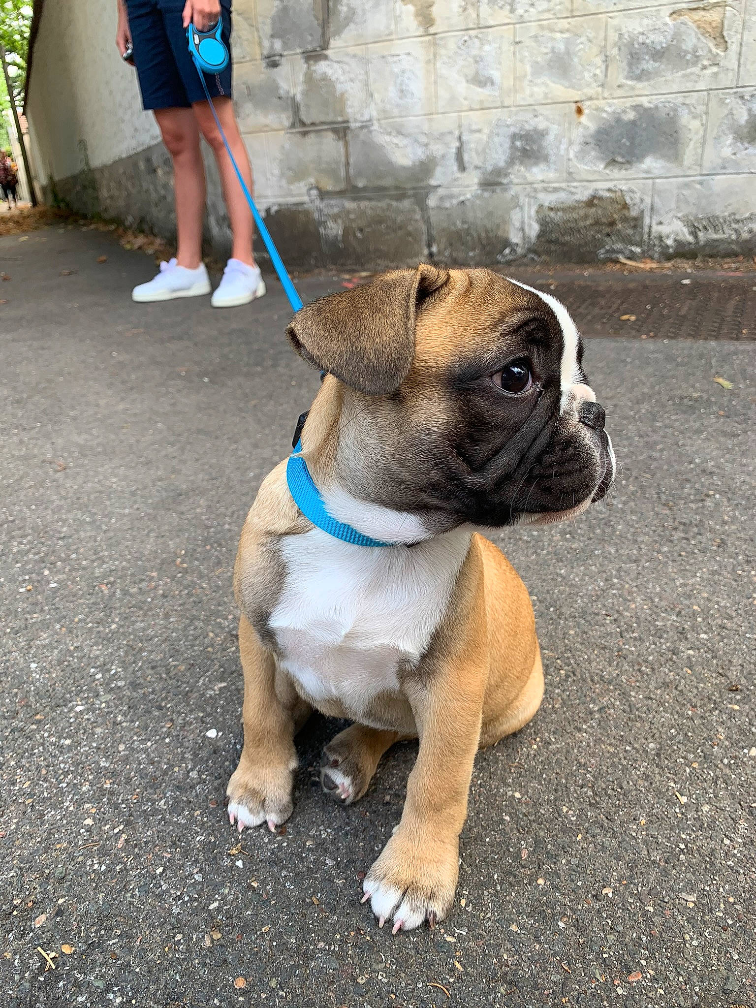 Popeye participe au concours pour gagner de l'argent avec cette photo : australian_bulldog, bulldog, canidae, carnivore, collar, companion_dog, dog, dog_breed, dog_collar, dog_walking, fawn, leash, mammal, molosser, old_english_bulldog, olde_english_bulldogge, puppy, rare_breed_dog, snout, vertebrate