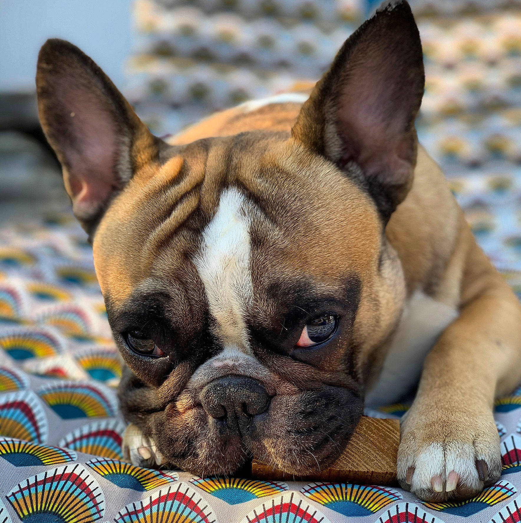 Popeye participe au concours pour gagner de l'argent avec cette photo : ancient_dog_breeds, australian_bulldog, boxer, british_bulldogs, bulldog, canidae, carnivore, companion_dog, dog, dog_breed, fawn, french_bulldog, mammal, non_sporting_group, olde_english_bulldogge, puppy, rare_breed_dog, snout, toy_bulldog, vertebrate
