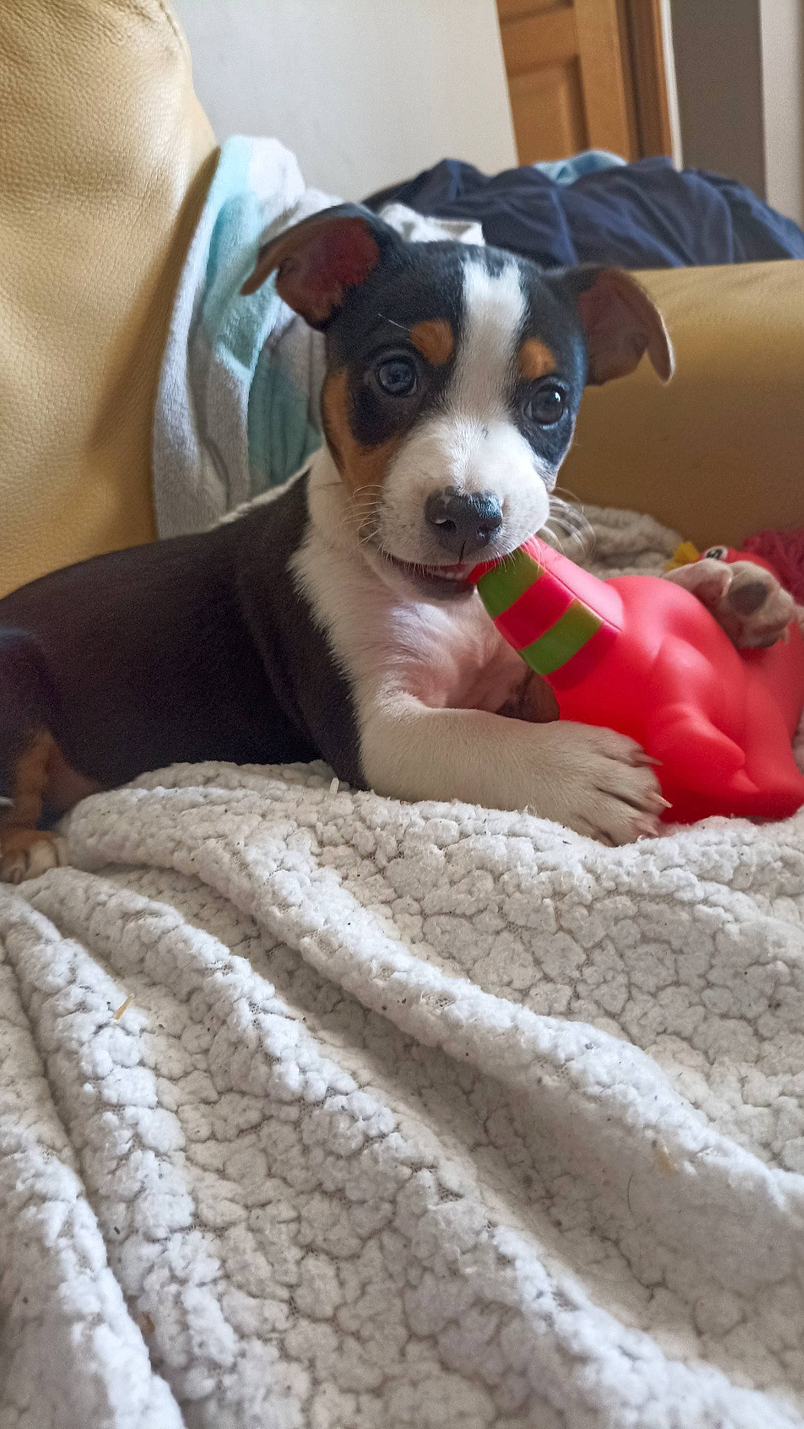 Mojito participe au concours pour gagner de l'argent avec cette photo : carnivore, chair, collar, comfort, companion_dog, couch, dog, dog_breed, dog_supply, dog_toy, fawn, linens, paw, small_terrier, snout, sporting_group, terrier, toy_dog, whiskers, working_animal