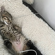 Bizkit joined the competition — help win amazing prizes! kitten, sleeping, tabby, fluffy_blanket, cable, cozy, cute, pet, indoor, resting, feline, fur, small, relaxed, soft_texture, animal, domestic, young, peaceful, comfort