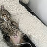 kitten, sleeping, tabby, fluffy_blanket, cable, cozy, cute, pet, indoor, resting, feline, fur, small, relaxed, soft_texture, animal, domestic, young, peaceful, comfort
