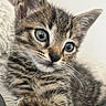 kitten, tabby, cat, close_up, fur, whiskers, cute, pet, animal, indoor, cozy, blanket, soft, young, small, playful, curious, portrait, feline, relaxed