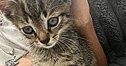 Bizkit is registered to the contest to win money with this photo: animal, blanket, cat, comfort, cozy, cute, eyes, fur, furry, hand, indoor, kitten, person, pet, resting, snuggled, soft, tabby, texture, young