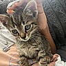 kitten, cat, tabby, pet, hand, furry, eyes, fur, blanket, cozy, indoor, cute, young, animal, comfort, texture, soft, resting, snuggled, person