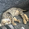 Bizkit is registered to the contest to win money with this photo: kitten, cat, sleeping, tabby, fur, paw, whiskers, blanket, pillow, striped, cozy, resting, cute, domestic_cat, animal, pet, soft, feline, young, indoor