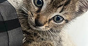 Bizkit joined the competition — help win amazing prizes! kitten, cat, tabby, close_up, paw, fur, eyes, whiskers, cute, pet, animal, young, indoor, feline, portrait, soft, texture, curious, claw, mammal