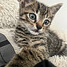 Bizkit is registered to the contest to win money with this photo: kitten, cat, tabby, pet, animal, fur, paw, whiskers, close_up, cute, indoor, fluffy, soft, young, curious, mammal, feline, relaxed, portrait, blanket