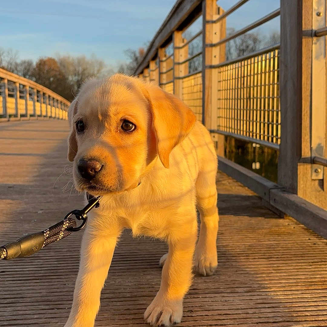 Volt a rejoint le concours — aidez-le/la à gagner de superbes lots ! accessories, animal, architecture, boardwalk, bridge, canine, dog, goldenretriever, hound, labradorretriever, path, pet, pier, puppy, sidewalk, strap, walkway, water, waterfront, wood