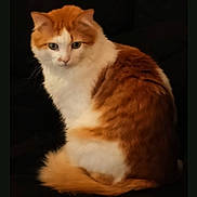 Daryl participe au concours pour gagner de l'argent avec cette photo : animal, calm, cat, closeup, curious, cute, domestic, feline, fluffy, fur, indoor, mammal, orange, pet, portrait, sitting, soft, tail, whiskers, white
