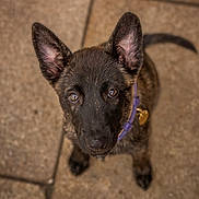 Be Lovely participe au concours pour gagner de l'argent avec cette photo : dog, puppy, black_dog, pointed_ears, brown_eyes, portrait, close_up, looking_up, harness, purple_harness, collar, tag, tail, tiled_floor, indoor, pet, animal, photography, serious_expression, cute