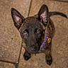 dog, puppy, black_dog, pointed_ears, brown_eyes, portrait, close_up, looking_up, harness, purple_harness, collar, tag, tail, tiled_floor, indoor, pet, animal, photography, serious_expression, cute