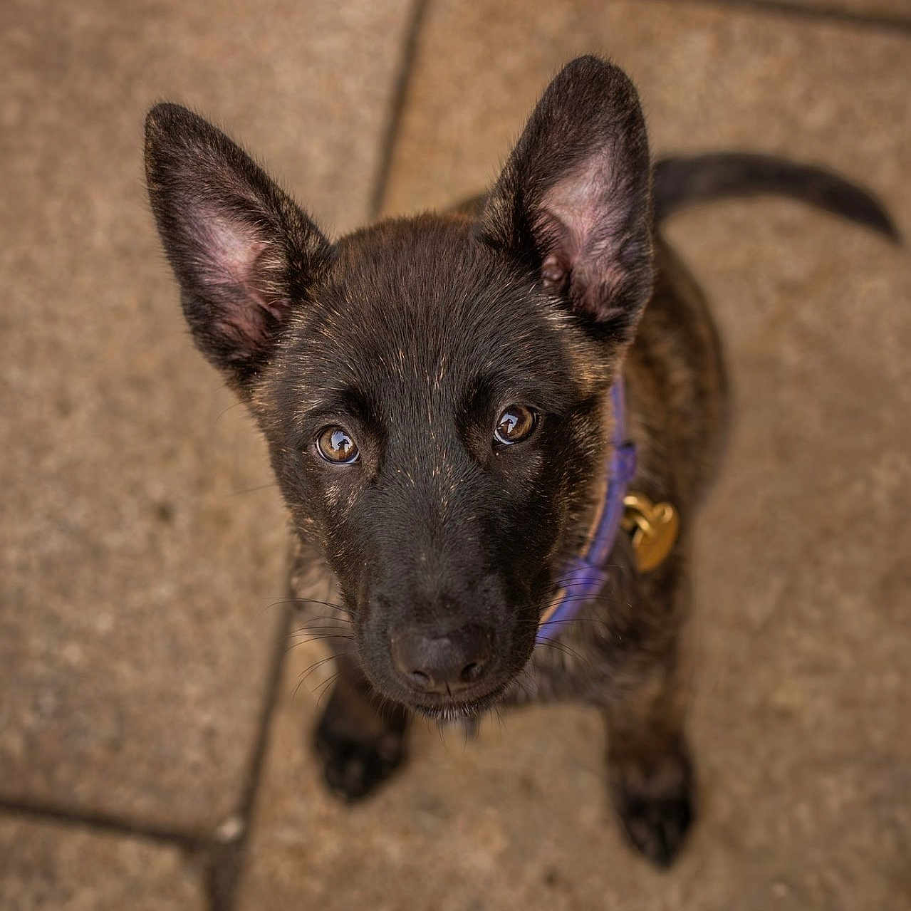 Be Lovely participe au concours pour gagner de l'argent avec cette photo : dog, puppy, black_dog, pointed_ears, brown_eyes, portrait, close_up, looking_up, harness, purple_harness, collar, tag, tail, tiled_floor, indoor, pet, animal, photography, serious_expression, cute