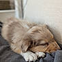 puppy, dog, sleeping, blanket, fur, cozy, indoors, pet, animal, paw, cute, relaxing, soft, beige, brown, closeup, resting, young, canine, comfort
